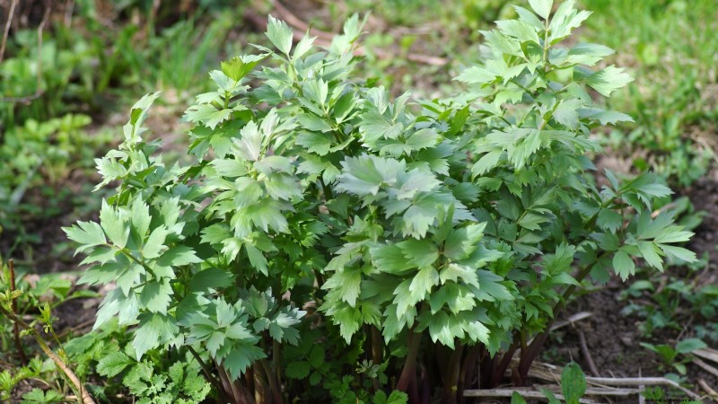 21 Best Perennial Herbs for a Sustainable Edible Garden