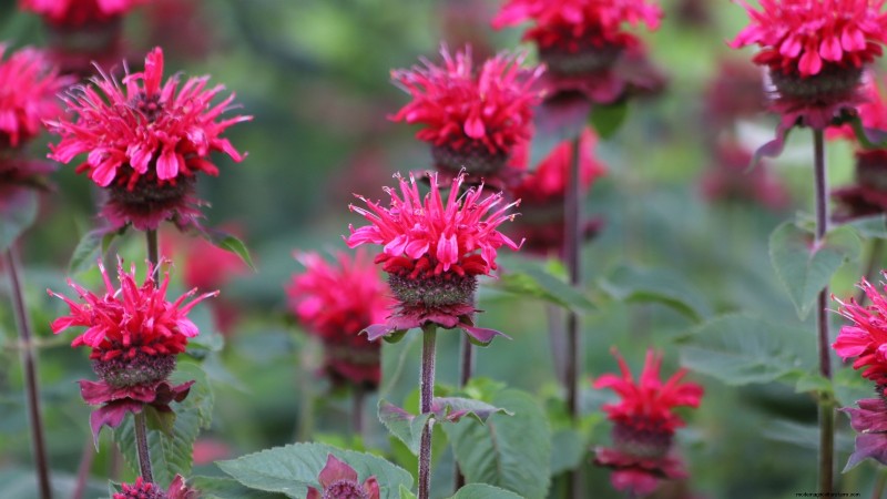 21 Best Perennial Herbs for a Sustainable Edible Garden