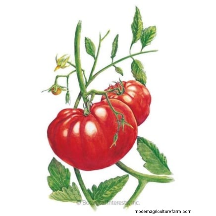 Grow Giant Tomatoes: 5 Proven Tips for Bountiful Harvests