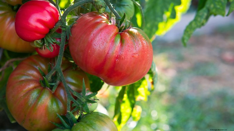 Grow Giant Tomatoes: 5 Proven Tips for Bountiful Harvests