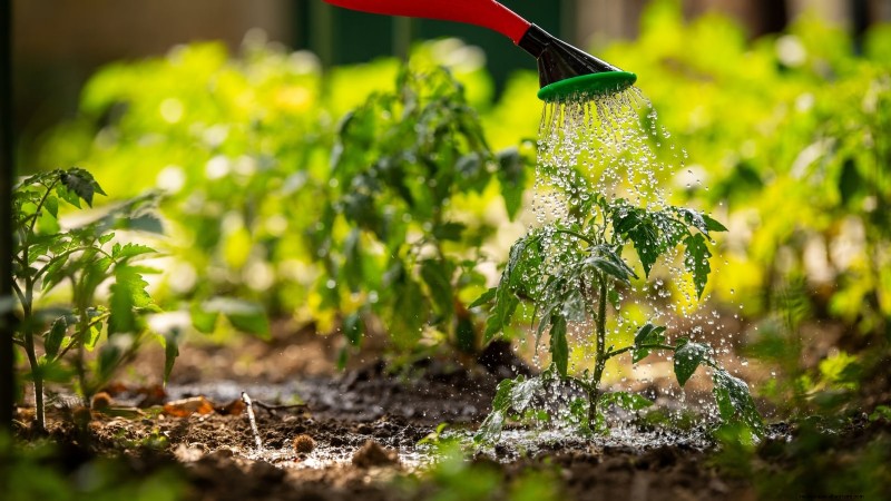 Grow Giant Tomatoes: 5 Proven Tips for Bountiful Harvests