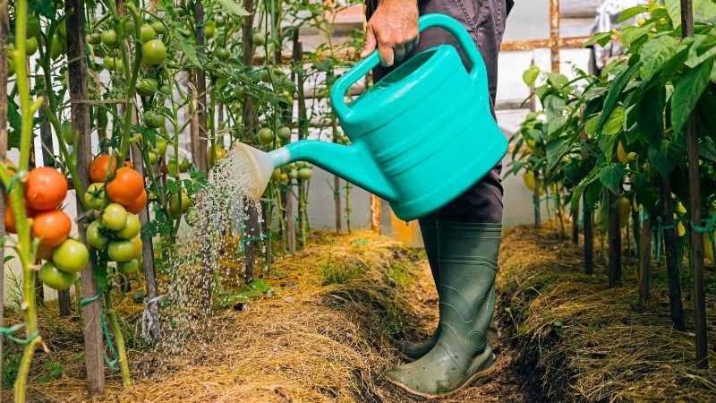 Grow Giant Tomatoes: 5 Proven Tips for Bountiful Harvests