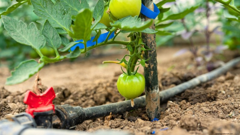 Grow Giant Tomatoes: 5 Proven Tips for Bountiful Harvests