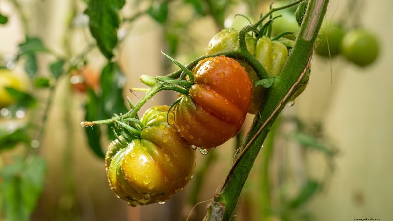 Grow Giant Tomatoes: 5 Proven Tips for Bountiful Harvests