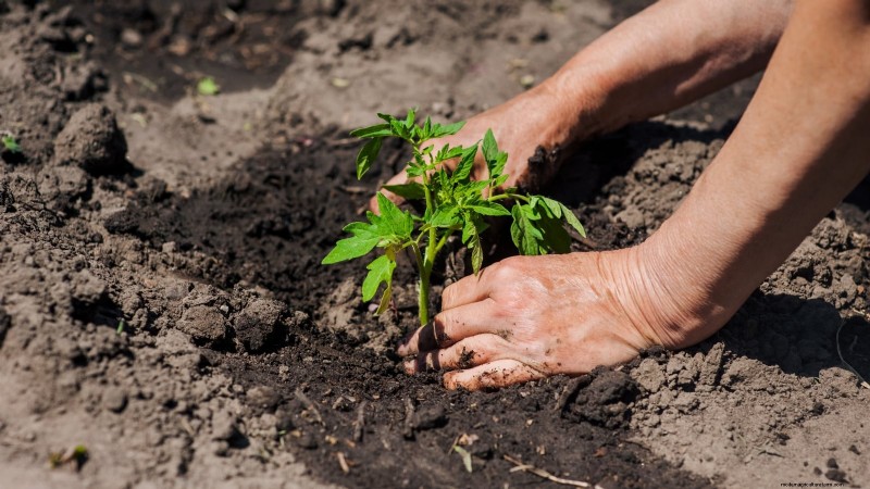 Grow Giant Tomatoes: 5 Proven Tips for Bountiful Harvests