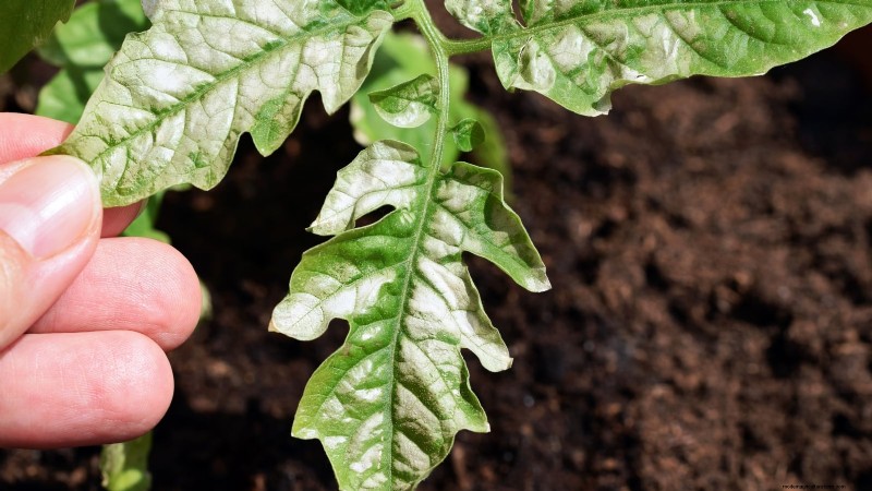 Grow Giant Tomatoes: 5 Proven Tips for Bountiful Harvests