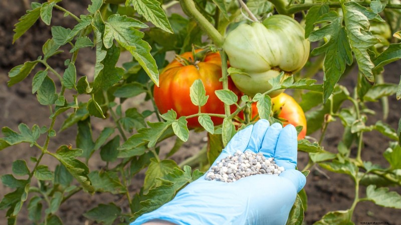 Grow Giant Tomatoes: 5 Proven Tips for Bountiful Harvests