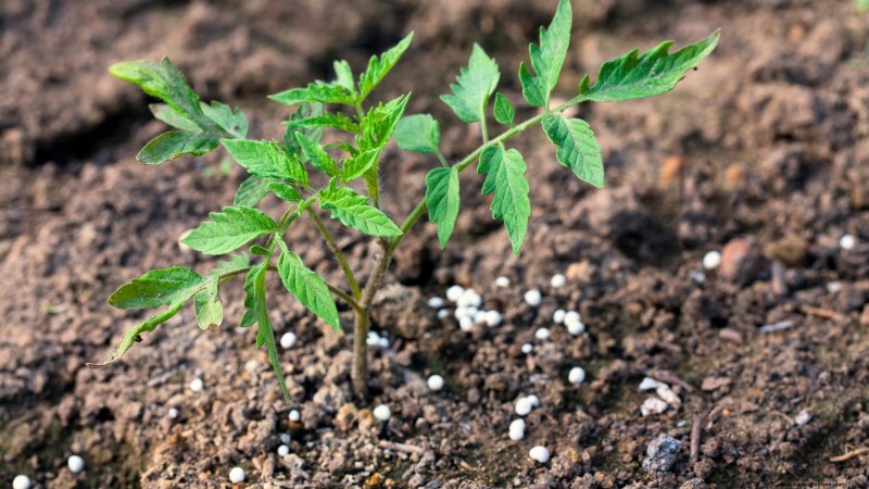 Grow Giant Tomatoes: 5 Proven Tips for Bountiful Harvests