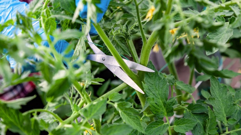 Grow Giant Tomatoes: 5 Proven Tips for Bountiful Harvests