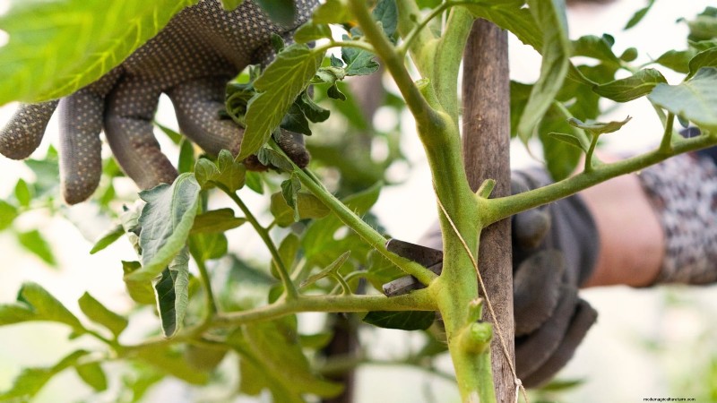 Grow Giant Tomatoes: 5 Proven Tips for Bountiful Harvests