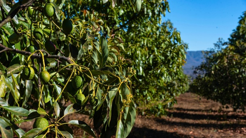 Grow Pancho Avocado: Planting, Care & Harvesting Guide