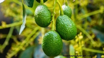 Grow Pancho Avocado: Planting, Care & Harvesting Guide