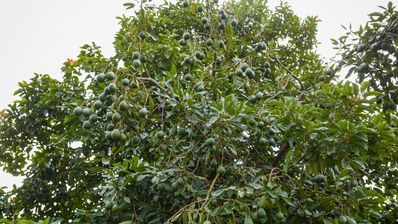 Grow Pancho Avocado: Planting, Care & Harvesting Guide