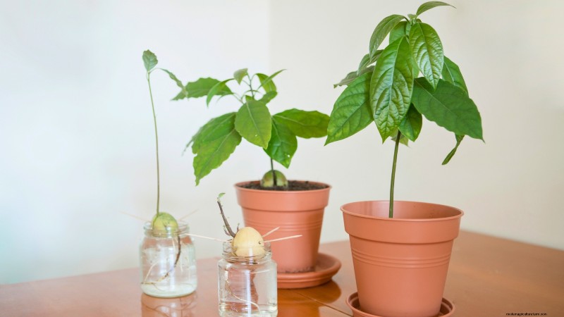 Grow Pancho Avocado: Planting, Care & Harvesting Guide