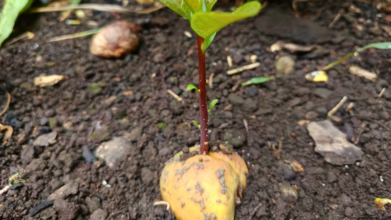 Grow Pancho Avocado: Planting, Care & Harvesting Guide
