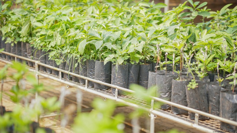 Grow Pancho Avocado: Planting, Care & Harvesting Guide