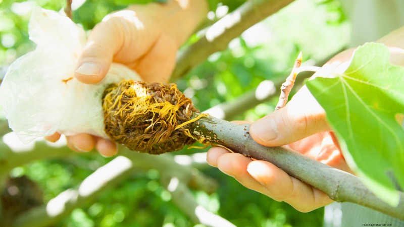 Grow Pancho Avocado: Planting, Care & Harvesting Guide