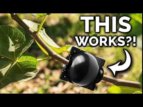 Grow Pancho Avocado: Planting, Care & Harvesting Guide