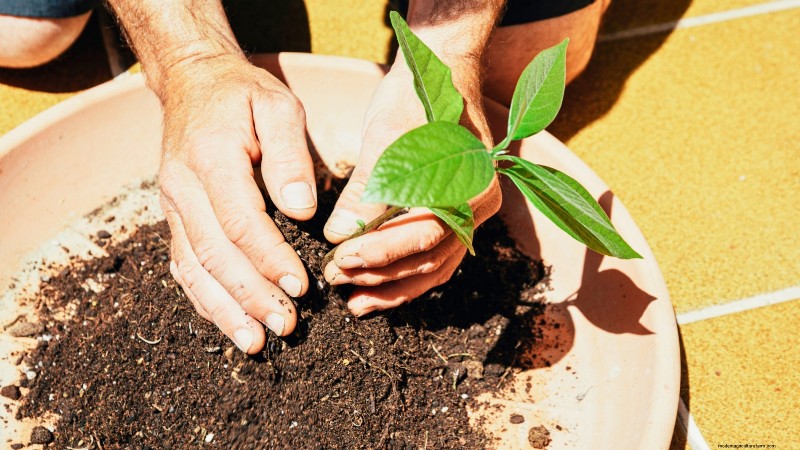 Grow Pancho Avocado: Planting, Care & Harvesting Guide