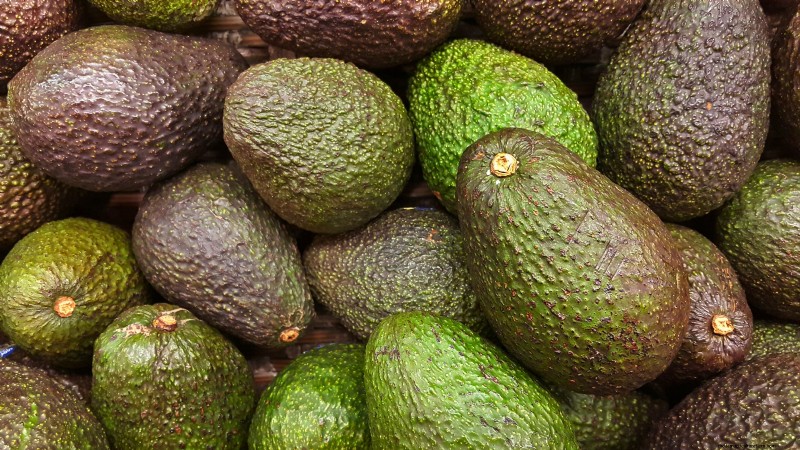 Grow Pancho Avocado: Planting, Care & Harvesting Guide