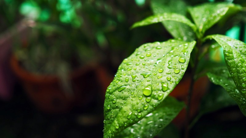 Grow Pancho Avocado: Planting, Care & Harvesting Guide