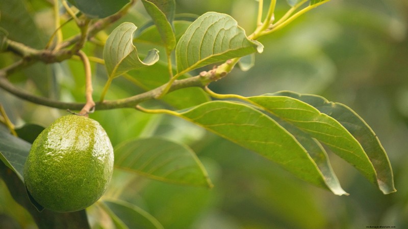 Grow Pancho Avocado: Planting, Care & Harvesting Guide
