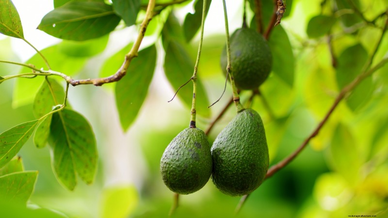 Grow Pancho Avocado: Planting, Care & Harvesting Guide