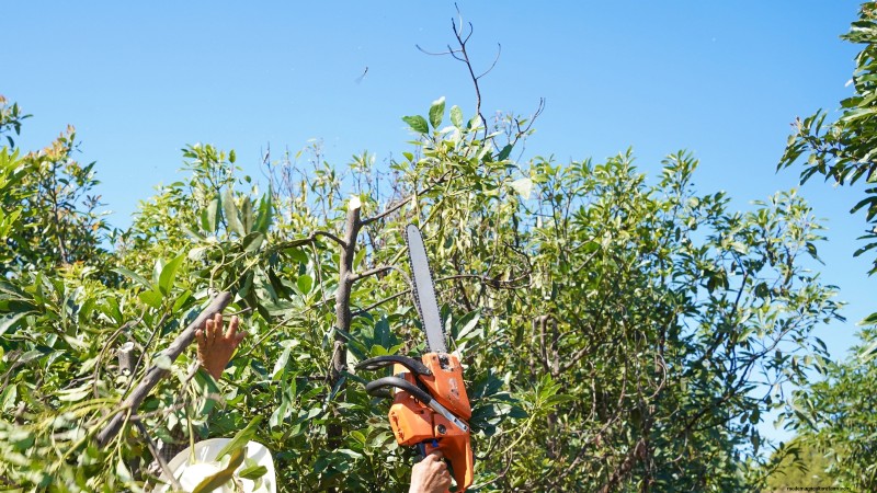 Grow Pancho Avocado: Planting, Care & Harvesting Guide