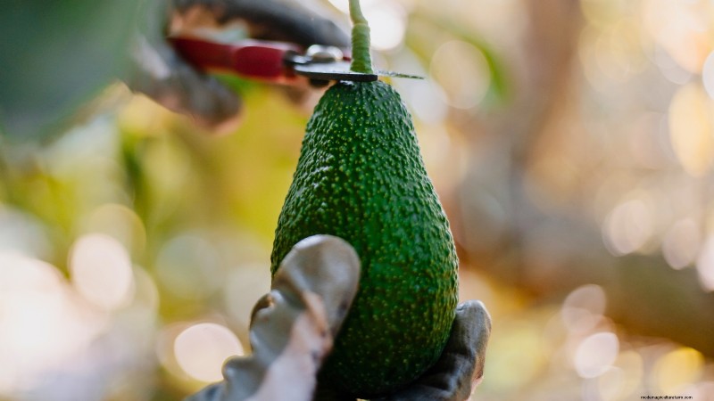 Grow Pancho Avocado: Planting, Care & Harvesting Guide