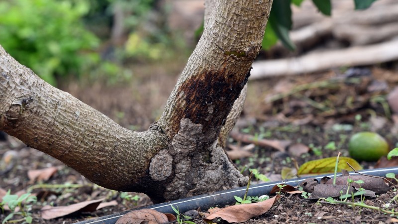 Grow Pancho Avocado: Planting, Care & Harvesting Guide