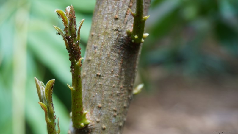 Grow Pancho Avocado: Planting, Care & Harvesting Guide