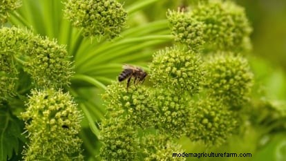 Growing Angelica: A Comprehensive Guide to Planting, Care & Harvesting