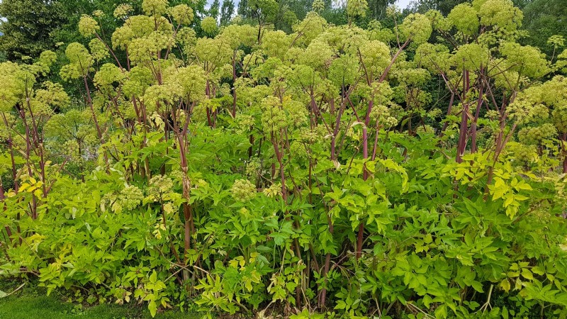 Growing Angelica: A Comprehensive Guide to Planting, Care & Harvesting