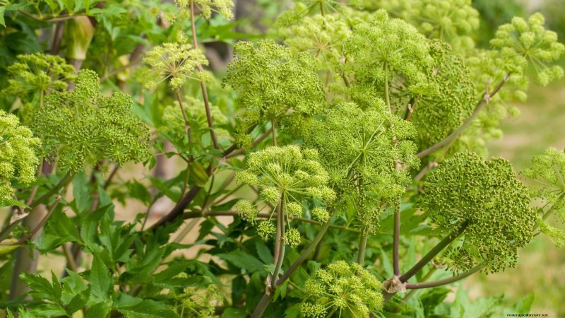 Growing Angelica: A Comprehensive Guide to Planting, Care & Harvesting