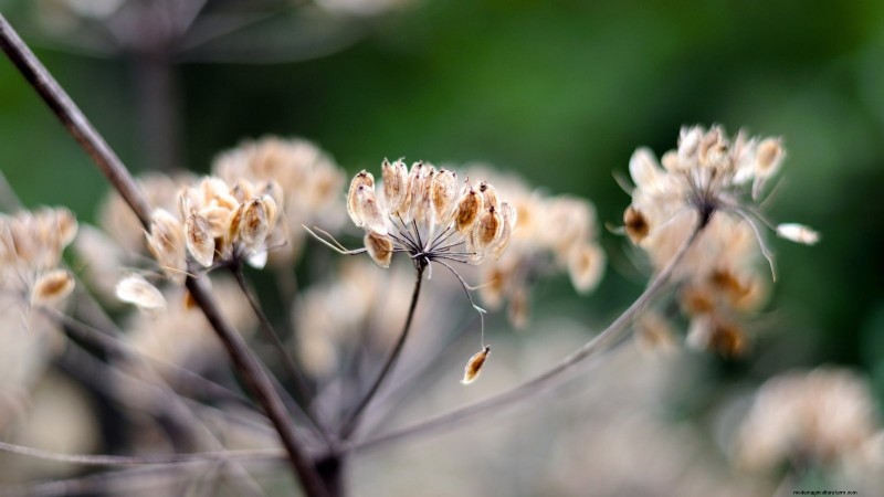 Growing Angelica: A Comprehensive Guide to Planting, Care & Harvesting