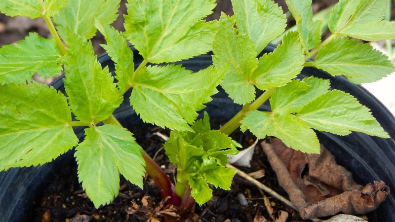 Growing Angelica: A Comprehensive Guide to Planting, Care & Harvesting