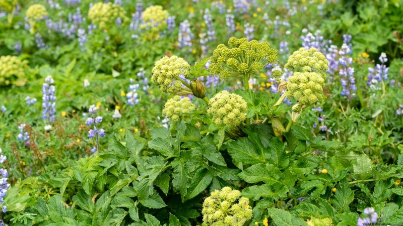 Growing Angelica: A Comprehensive Guide to Planting, Care & Harvesting