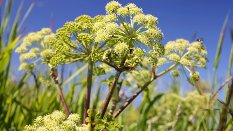 Growing Angelica: A Comprehensive Guide to Planting, Care & Harvesting