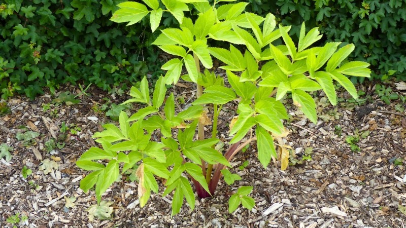 Growing Angelica: A Comprehensive Guide to Planting, Care & Harvesting