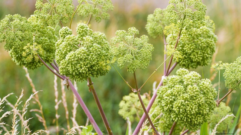 Growing Angelica: A Comprehensive Guide to Planting, Care & Harvesting