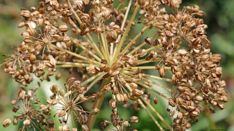Growing Angelica: A Comprehensive Guide to Planting, Care & Harvesting