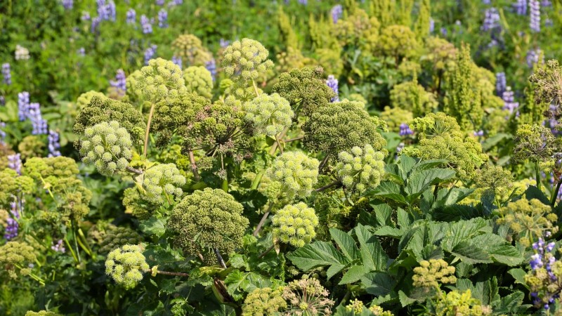 Growing Angelica: A Comprehensive Guide to Planting, Care & Harvesting