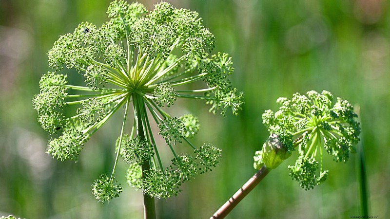 Growing Angelica: A Comprehensive Guide to Planting, Care & Harvesting