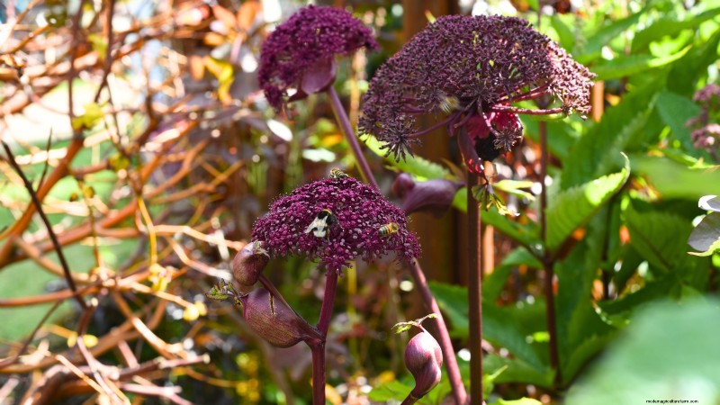 Growing Angelica: A Comprehensive Guide to Planting, Care & Harvesting