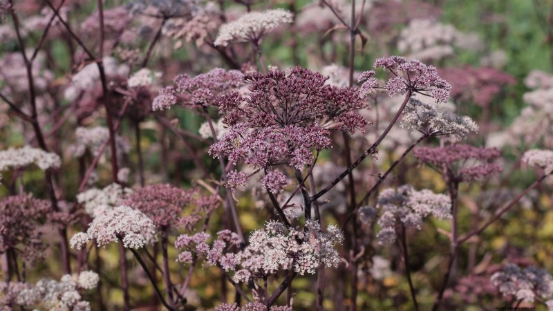 Growing Angelica: A Comprehensive Guide to Planting, Care & Harvesting