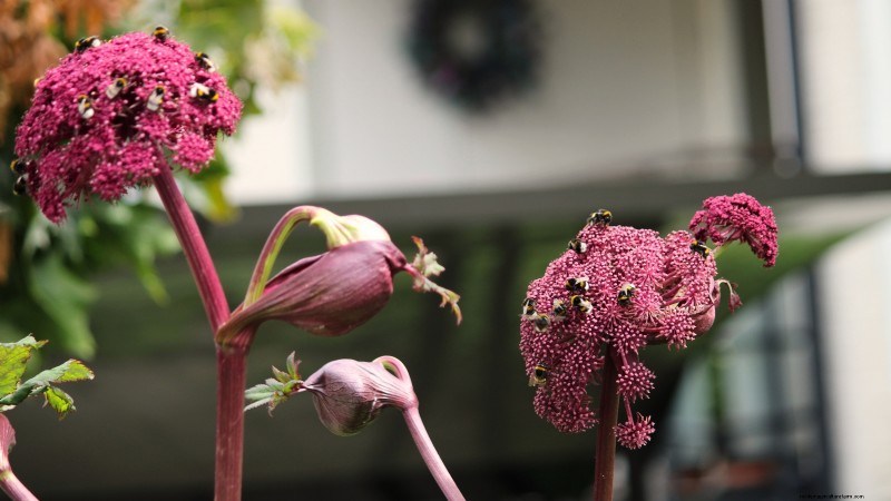 Growing Angelica: A Comprehensive Guide to Planting, Care & Harvesting