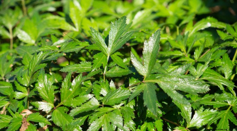 Growing Angelica: A Comprehensive Guide to Planting, Care & Harvesting