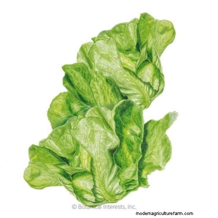Grow Lettuce in Raised Beds: A Beginner s Guide