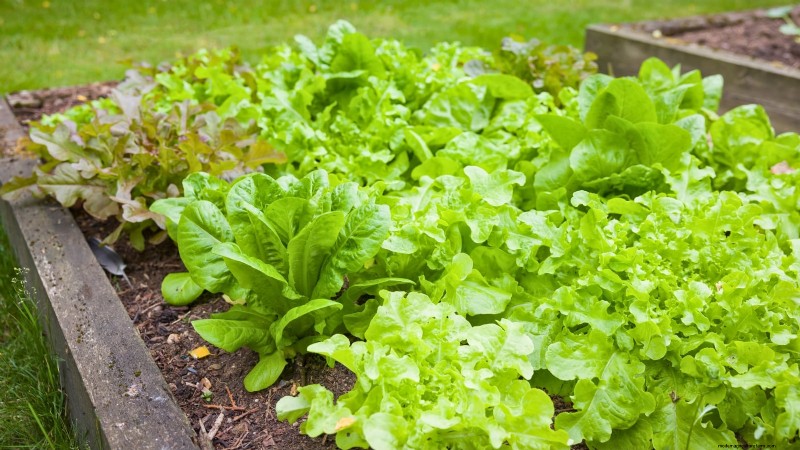 Grow Lettuce in Raised Beds: A Beginner s Guide