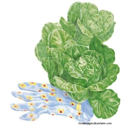 Grow Lettuce in Raised Beds: A Beginner s Guide